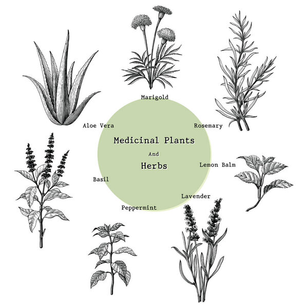 Medicinal plants and herbs hand drawing vintage engraving illustration