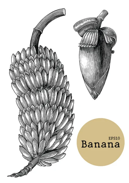 Muz toplama el vintage oyma illüstrasyon çizimi ayarlar