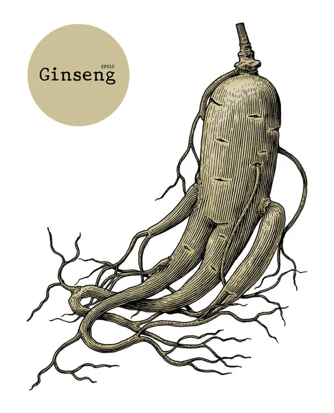 Ginseng el çizim vintage illüstrasyon oyma
