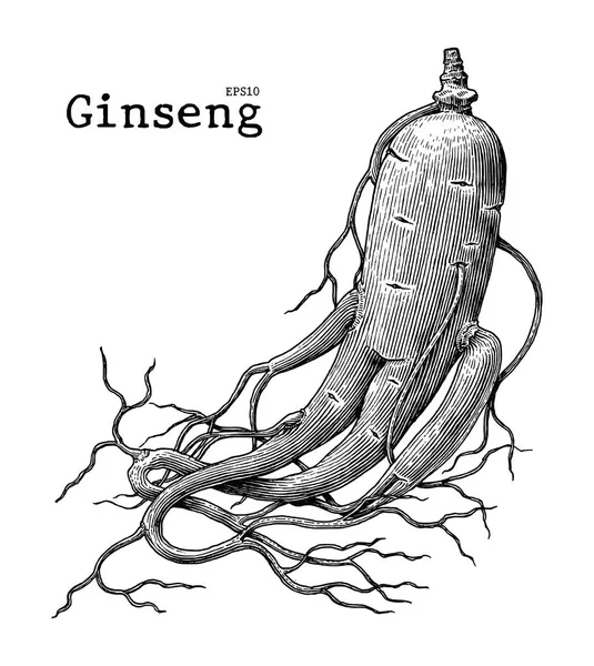 Ginseng el çizim vintage illüstrasyon oyma