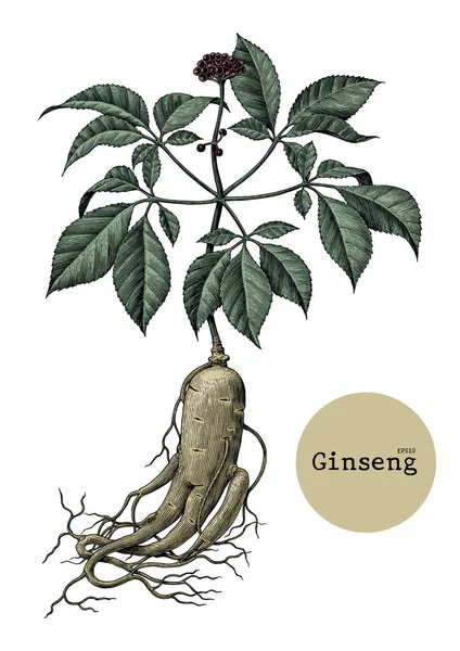 Ginseng el çizim vintage illüstrasyon oyma
