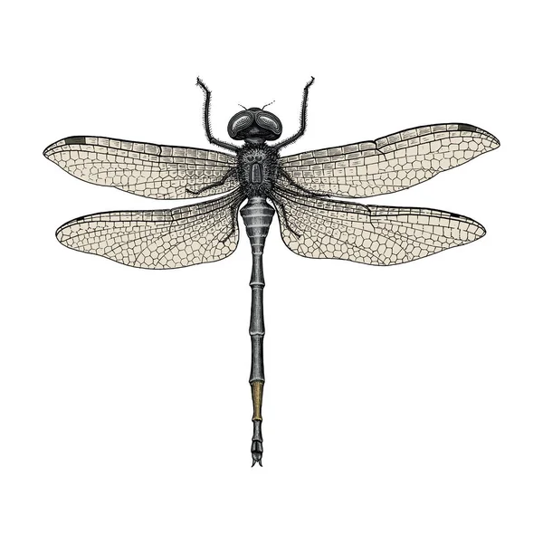 Dragonfly Hand Drawing Vintage Engraving Illustration — Stock Photo, Image