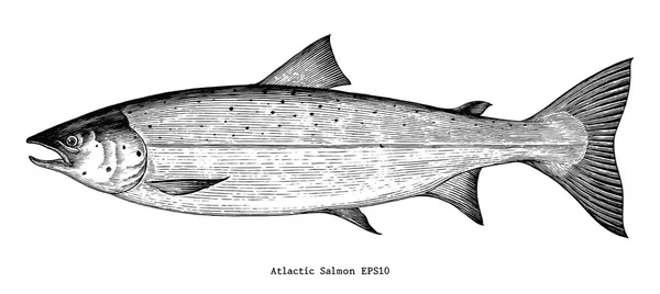 Salmone Atlantico Mano Disegno Stile Incisione — Foto Stock