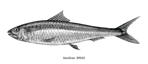 Sardalya Balığı Eliyle Klasik Gravür Çizimi — Stok fotoğraf