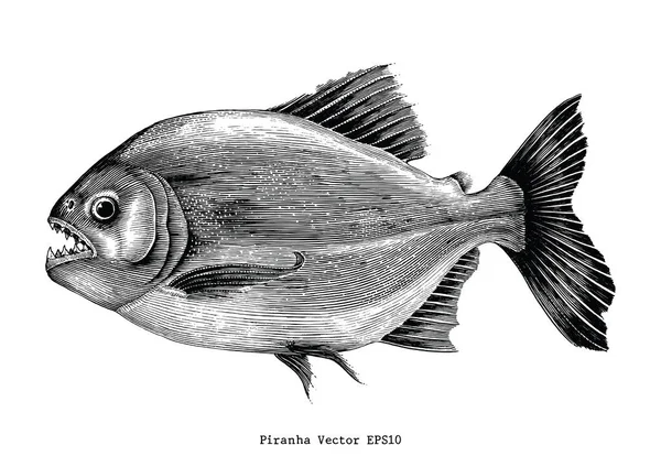 Piranha Strony Rysunku Vintage Grawerowanie Ilustracja — Zdjęcie stockowe