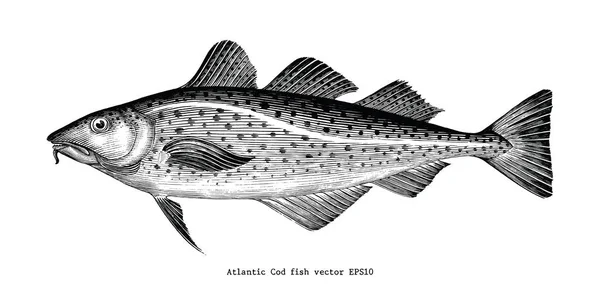大西洋鳕鱼鱼手画复古雕刻插图 — 图库照片