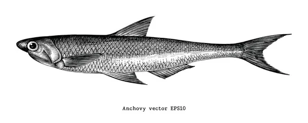 Anchova Mão Desenho Gravura Ilustração — Fotografia de Stock