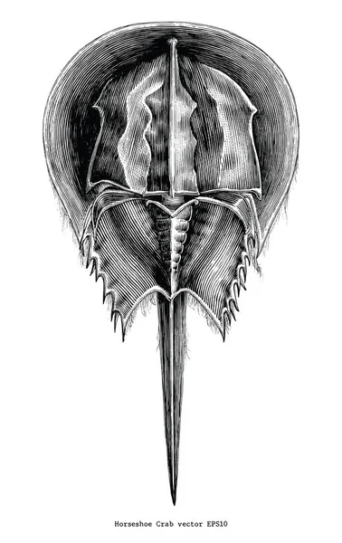 Horseshoe Crab Vintage Clip Art — Fotografie, imagine de stoc