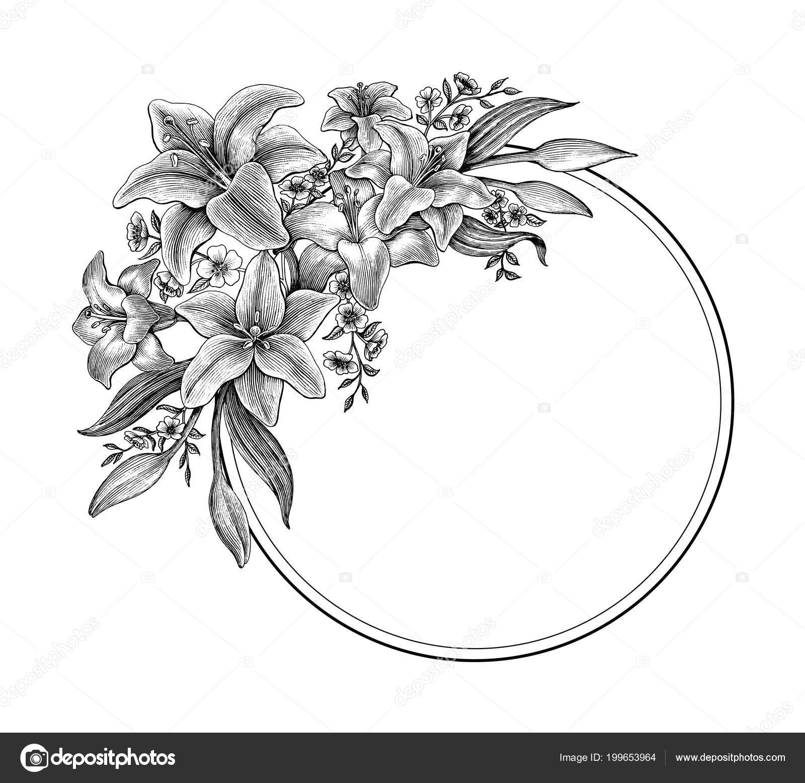 Foto Fiore Bianco E Nero Clipart Fiori Giglio Mano Disegno