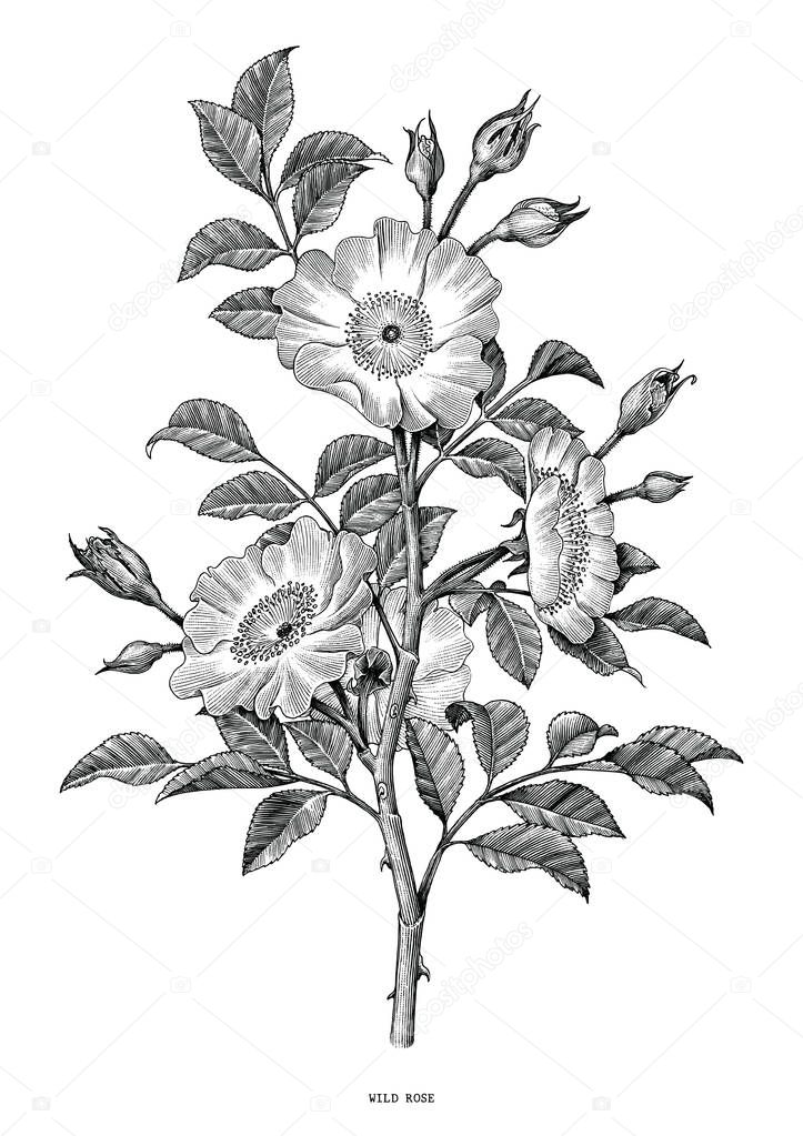Wild rose hand drawing black and white vintage clip art isolated on white background