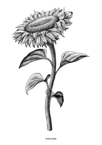 Tournesol Dessin Main Noir Blanc Clip Art Vintage Isolé Sur — Image vectorielle