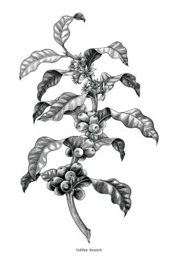 Kahve şube el Beyaz arka plan üzerinde yalıtılmış bağbozumu küçük resim çizimi
