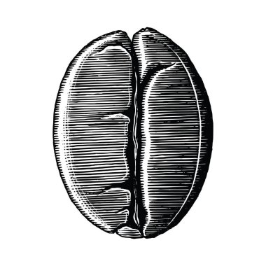 Kahve çekirdeği el Beyaz arka plan üzerinde yalıtılmış bağbozumu küçük resim çizimi