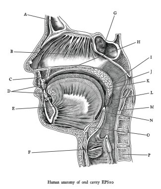 İnsan oral kavite siyah ve wh Antika gravür illüstrasyon