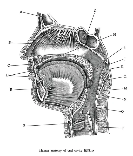 Антикварна гравюрна ілюстрація людської ротової порожнини чорний і — стоковий вектор