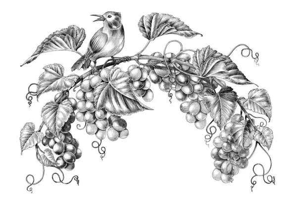 Antik gravyr illustration av druvor Twig med liten fågel b — Stockfoto