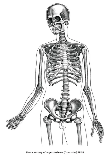 Antike Kupferstichillustration der menschlichen Anatomie des oberen Skeletts — Stockvektor