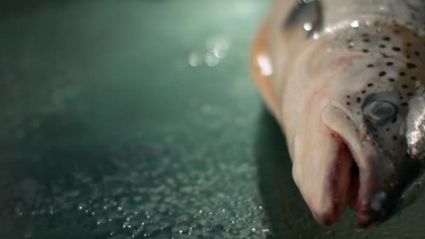 Slow Motion Schuss zerstoßenes Eis fällt auf frischen Fisch — Stockvideo