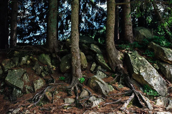 Pedras Raízes Das Árvores — Fotografia de Stock