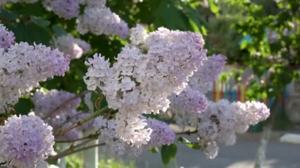 Flores Brancas Rosa Bush Lilás Balançando Vento Dia Ensolarado Close — Vídeo de Stock
