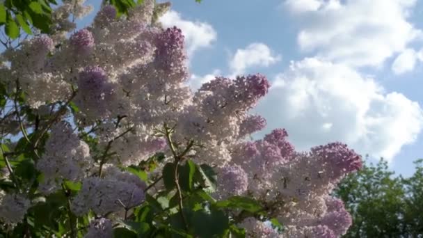 Pembe Beyaz Çiçekler Leylak Bush Rüzgara Karşı Mavi Gökyüzü Güneşli — Stok video