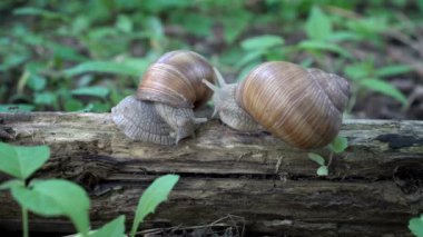 İki kahverengi salyangoz, Helix pomatia, bir oturum açma tanıştım, onlar mermim ve her diğer çalışma. Yakın çekim. Makro. Yan görünümü. Yüksek detay. 4k, 25 fps.