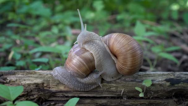 Two Brown Snails Helix Pomatia Crawl Each Other Log Green — Stock Video