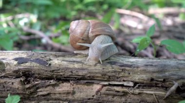 Helix pomatia, kahverengi bir salyangoz kameraya bakar ve karıncalar ve solucanlar arasında ıslak bir oturum tarar. Çok yakın çekim. Makro. Yan görünümü. Yüksek detay.
