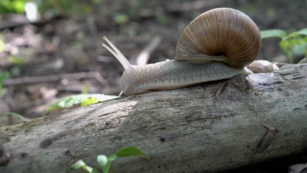 Burgunderschnecke Helix Pomatia Kriechend Auf Einem Baumstamm Schatten Ganz Aus — Stockvideo