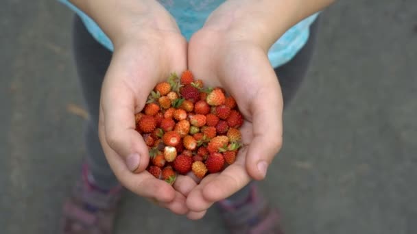 Bambina Tiene Mano Una Manciata Fragole Della Foresta Rossa Appena — Video Stock