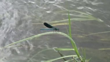 Mavi güzel yusufçuk nehir çimenlerin üzerinde oturur ve rüzgarda üzerinde su akışı fırtınalı bir güneşli yaz gününde salıncak. 4 k. 25 fps.