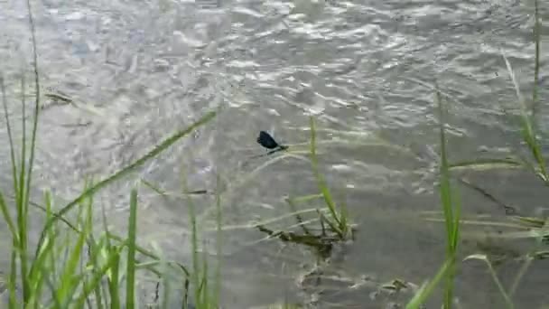 美しい小さなトンボは 日当たりの良い夏の日に水の嵐ストリーム上川草の上に座っています Fps — ストック動画