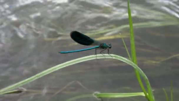 Extremely Close Blue Dragonfly Sits River Grass Swings Wind Stormy — Stock Video