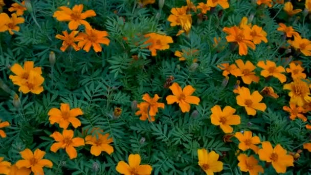 Orange flowers on a decorative urban flowerbed swaying in the wind on a background of green grass. Close up. The view from the top. Macro mode. 4K. 25 fps.