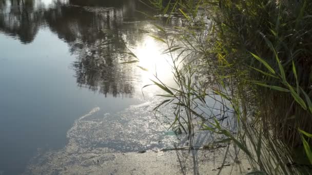 Sol Refleja Agua Del Río Parque Ciudad Cañas Verdes Balanceándose — Vídeo de stock