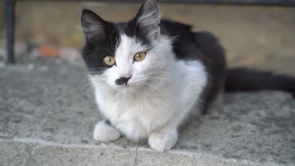 Cute Black White Kitten Yellow Eyes Sitting Fence Looking Camera — Stock Video
