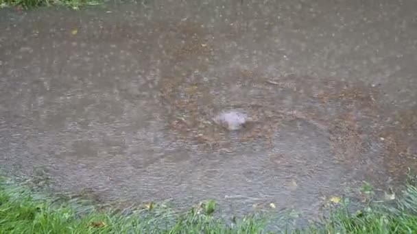 Egy Mély Pocsolya Közben Eső Spinning Whirlpool Lesz Lehullott Levelek — Stock videók