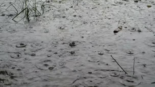 Nadir Büyük Yağmur Damlaları Nehri Nin Karanlık Suya Düşmek Suda — Stok video