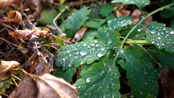 Piękny Krople Czystej Wody Leżą Zielonych Liści Słoneczny Dzień Jesieni — Wideo stockowe