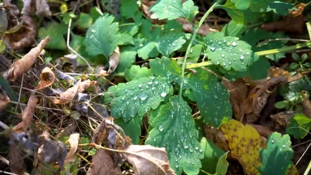 Transparante Druppels Ochtenddauw Liggen Groene Bladeren Tuin Tegen Gevallen Herfstbladeren — Stockvideo