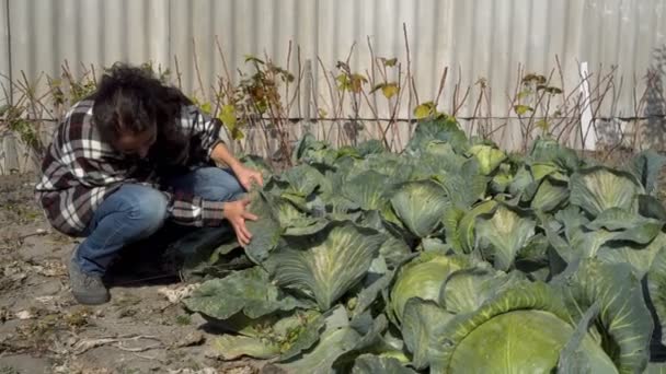 Una Mujer Sentada Huerto Cuidando Cabezas Repollo Día Soleado Otoño — Vídeos de Stock