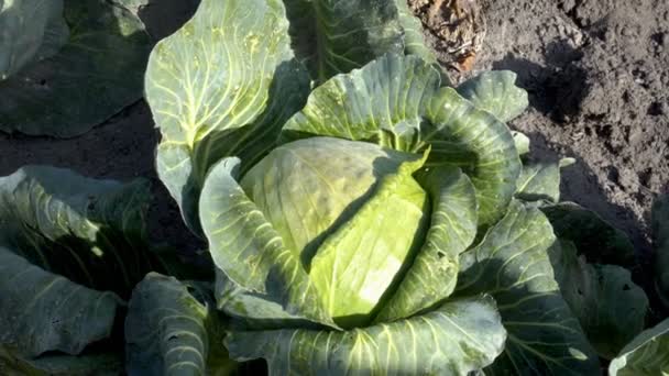 Großaufnahme Eines Großen Grünkohlkopfes Einem Sonnigen Herbsttag Einem Gemüsegarten Die — Stockvideo