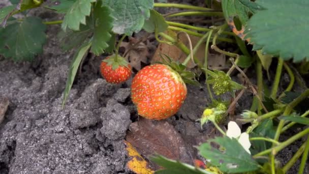 Nahaufnahme Von Roten Beeren Saftigen Reifen Erdbeeren Einem Sonnigen Herbsttag — Stockvideo