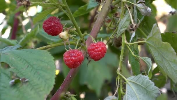 Extremely Close Red Ripe Raspberries Hang Branch Sunny Day Fps — Stock Video