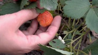 Çilek Close-up. Bir kişi inceler ve yeşil Bush bir sera içinde yetişen büyük bir kırmızı çilek elleriyle dokunuyor. Zemin seviyesinden görüntüleyin. 4 k. 25 fps.