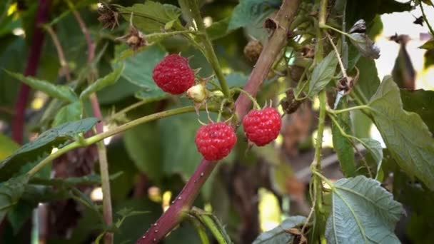 Ein Bündel Roter Reifer Himbeeren Die Einem Sonnigen Tag Einem — Stockvideo