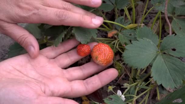 Nahaufnahme Von Erdbeeren Das Mädchen Untersucht Eine Reife Rote Erdbeere — Stockvideo