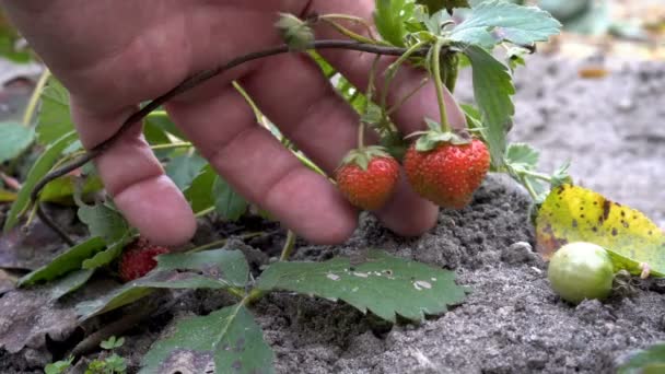 Człowiek Bada Dotyka Rąk Czerwonych Jagód Dojrzałych Truskawek Które Rośnie — Wideo stockowe