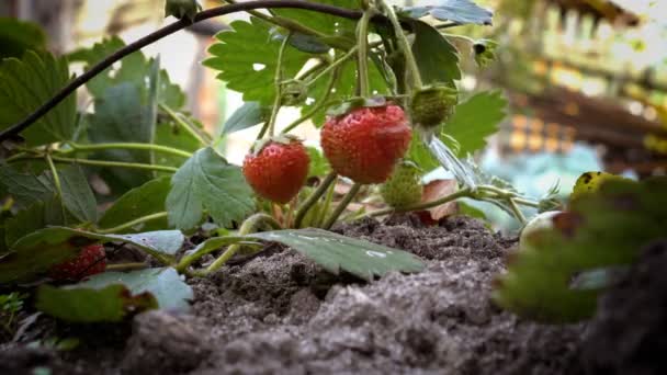 Extremadamente Cerca Las Fresas Que Cuelga Sombra Arbusto Verde Jardín — Vídeos de Stock