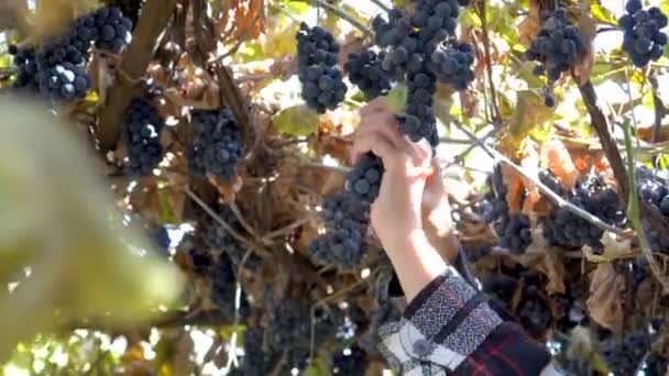 Close Menina Corta Uvas Com Uma Poda Pôr Sol Bando — Vídeo de Stock